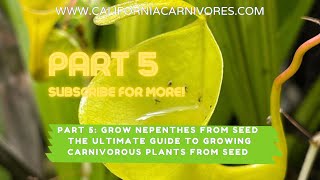 Ultimate Guide to Growing Nepenthes Pitcher Plants from Seed [upl. by Nameerf327]