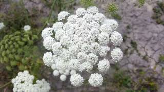 Ammi majus Cultivation India [upl. by Mulloy437]