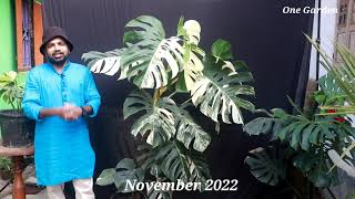 How To grow Variegated Monstera Monstera deliciosa quotAlbo Variegataquot part 3 [upl. by Dobbins]