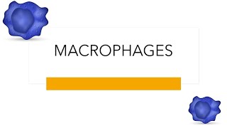 Macrophages Lecture [upl. by Ykcul]