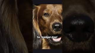 Dachshund Delights Hilarious Facts Sausage Dog viral [upl. by Johm]