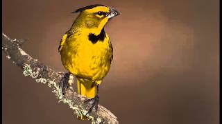 Cardenal Amarillo Cantando Sonido para Llamar El Mejor [upl. by Ahsinej]