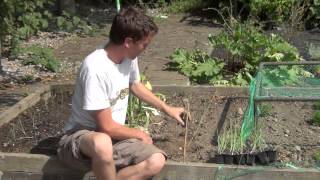 How to Transplant Shallot Seedlings [upl. by Eel]