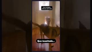 Cães trazendo amiguinhos pra casa curiosidades [upl. by Ashil780]