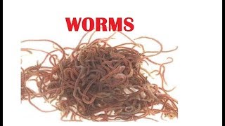 What is tubifex worms [upl. by Fleisig]