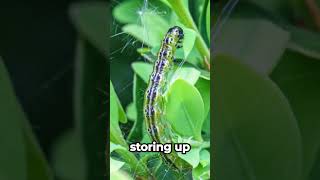 Why Do Caterpillars Turn into Butterflies MiniBeasts ButterflyMagic CritterStories [upl. by Eeryk]