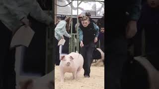 As long as we are together and showing pigs as a family showpigs pigs [upl. by Deehan]