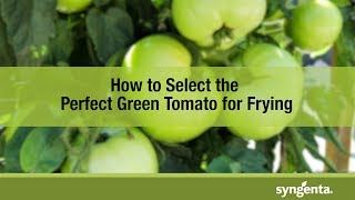 How to Pick a Green Tomato for Frying [upl. by Toddy203]