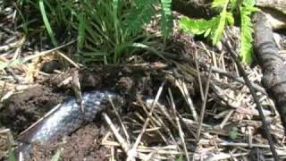 Long Tailed Garter Snake Elapsoidea sundevalli longicauda [upl. by Rozanna]