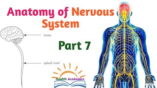 Anatomy of Nervous System Spinal Cord Supportive Video with Amharic Speech Part 7 [upl. by Jehial]