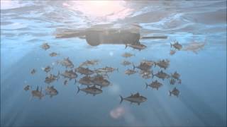 Overfishing Documentary [upl. by Ardehs]