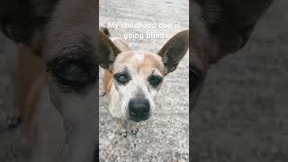 My childhood dog is going blind fyp sad [upl. by Yreffej]