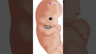 From Cell to Baby The Embryo Journey biology knowledge biologyclass12 zygote embryo [upl. by Erodavlas]