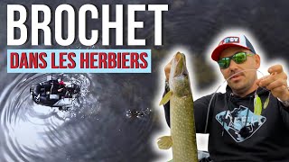 Tuto Pêche du BROCHET dans les herbiers spinnerbait et chatterbait  La Minute Carna [upl. by Enilesoj]