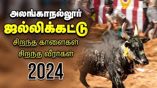 Jallikattu 2024 அலங்காநல்லூர் ஜல்லிக்கட்டு களத்தில் மல்லுக்கட்டும் காளையர்  Vikatan [upl. by Ahsinehs]