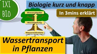 Wassertransport in Pflanzen  in 3 Minuten erklärt  aus der Reihe Biologie kurz und knapp [upl. by Yerroc810]