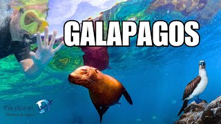 The Best Galapagos Cruise That is Worth the Money [upl. by Hurless]