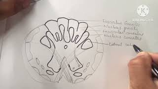 Transverse section of Medulla Oblongata at the level of pyramidal decussation [upl. by Ayikur]