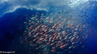 DArtagnan Dive Site  Sanctuary of Flora and Fauna of Malpelo Island [upl. by Zeiger211]