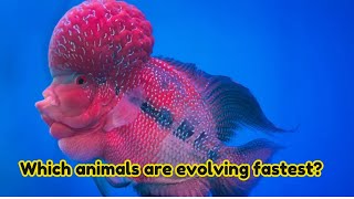 Which animals are evolving fastest [upl. by Eetnahs]