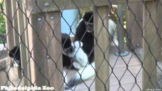 Philadelphia Zoo Colobus Monkeys With Bouncy Baby [upl. by Aicilav]