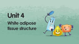 White adipose tissue structure  iMooXat [upl. by Michey]