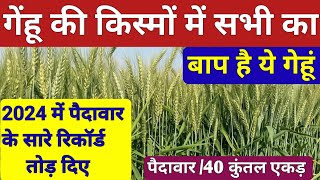 गेंहू की सबसे ज्यादा लगाई जाने वाली वैरायटी ।। Gehu ki Top 5 variety 2024 ।। Gehu ki best bvariety [upl. by Alisun]