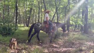 Registered Appaloosa Mare [upl. by Leventis151]