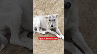 Exophthalmos Glaucoma Eye problem Blue eye in dogs dog dogs dogeyes vet petlover pets [upl. by Jacobine879]