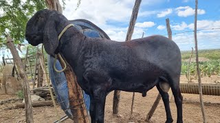 CENTRAL OVINOCAPRINO COMPRA E VENDAS DE BERGANÊS 87996456741 DORMENTESPE [upl. by Aehs]