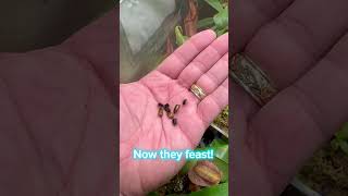 Watch Nepenthes Truncata Eat Live Insects shorts [upl. by Ahseyt2]