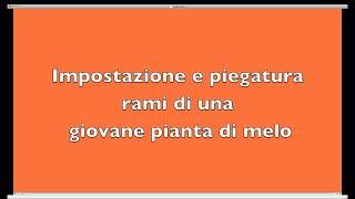 Giardinaggio fai da te quot Impostazione e piegatura rami di una giovane pianta di meloquot [upl. by Lj44]