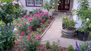 A Tour of My Personal Rose Garden [upl. by Assenov807]