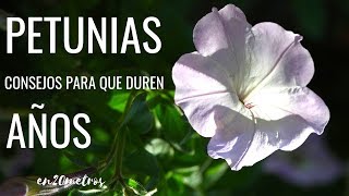 Cómo CUIDAR LAS PETUNIAS para que duren AÑOS  Te salen GRATIS [upl. by Tamer]