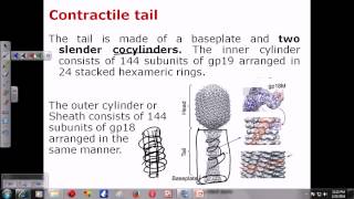 T4 phage structure [upl. by Egwin]