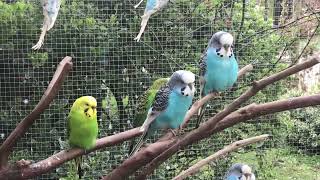 Parkieten geluiden – Parakeet sounds – Lovebird sounds – Budgie sounds – Budgerigar sounds [upl. by Lashond]