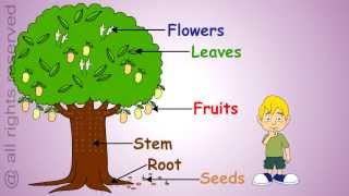 Uses of Plants Learn About Plants [upl. by Mariann]