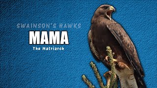 Mama The Matriarch Swainsons Hawk  grafxbylisa [upl. by Verlee9]