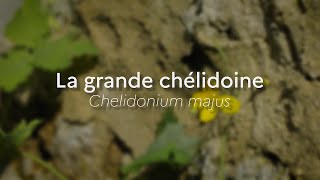 Chelidonium majusEspeces Phares [upl. by Bautista]