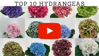 Top 10 Most Beautiful Hydrangea Flowers  Best Cut Hydrangea Varieties [upl. by Aidil]