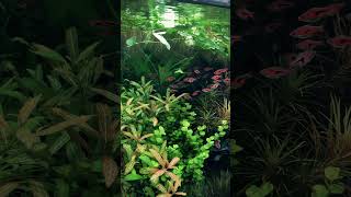 Dutch planted tanks A musthave for any aquarium enthusiast aquarium tropicalfish aquacape [upl. by Ycnay56]