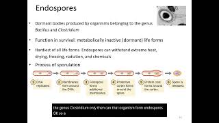 Endospores amp Sporulation [upl. by Katie]