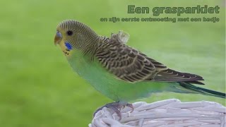 Een grasparkiet en zijn eerste ontmoeting met een badje [upl. by Rollecnahc892]