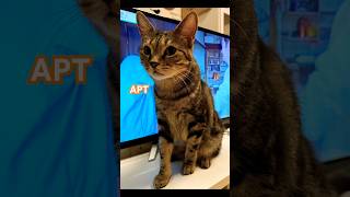 【My pet HODU’s APT challenge】 apt petdance cutecat funnycats [upl. by Odravde]