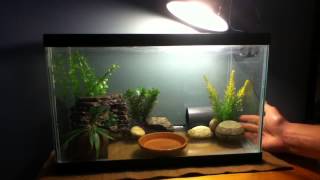 How to Setup an African Clawed Frog Tank [upl. by Ellsworth]