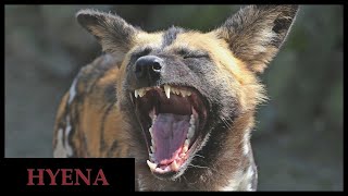 Do all hyena species laugh Guide to the hyena laugh [upl. by Leese]