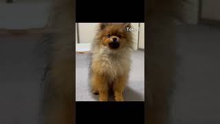 ちょび吉、スヌートチャレンジ！ Pomeranian ポメラニアン snoot challenge [upl. by Lemert]