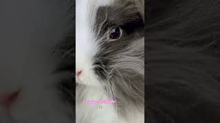 Dematting day 🐰💗 bunny love music pets minivlog tennessee youtubeshorts [upl. by Ettezel961]