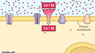 Calcium as a Second Messenger [upl. by Hsilgne]