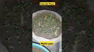 Growing methy plant very healthy for diabetes healthy Life nypp naturalHerb [upl. by Haret]